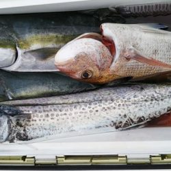 康仁丸・ジギング釣り果